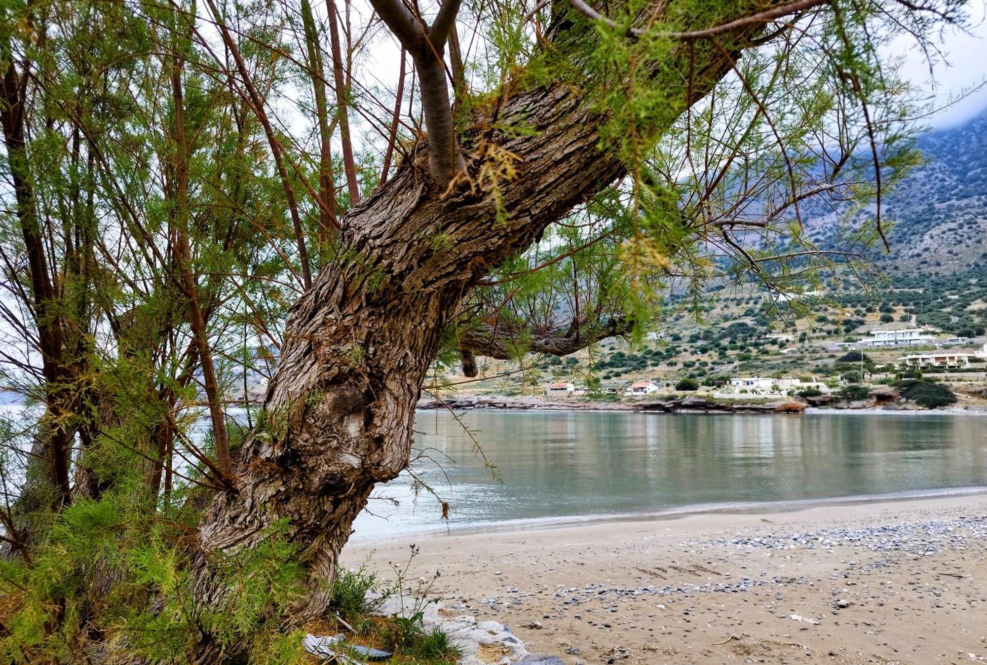 Tholos Alexandra'S Beachfront House Kavoúsion 外观 照片